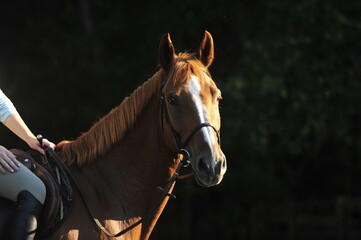 Fototapeta premium Chestnut horse with side lightning