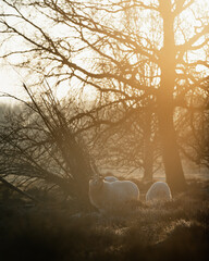 Sheep in morning sunlight in the nature in 2022