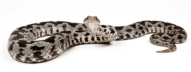 Ottoman viper // Kleinasiatische Bergotter (Montivipera xanthina)