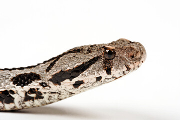 Ottoman viper // Kleinasiatische Bergotter (Montivipera xanthina)