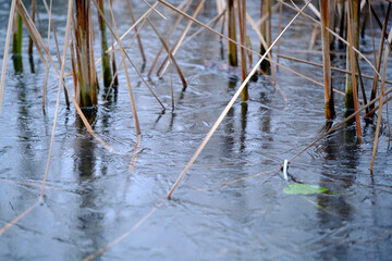 The first thin ice on a forest lake,