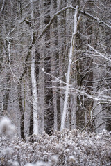 winter in the forest