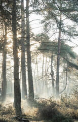 Sunlight through the trees with mist at dawn