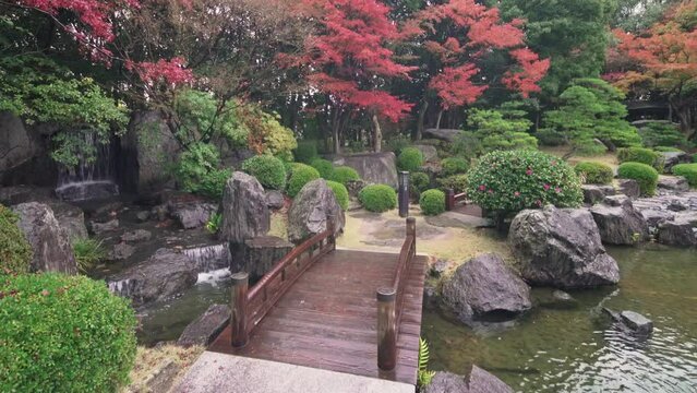 fukuoka, kyushu - december 07 2021: Pan video of the Nuno-ochi falls crossed by a wooden bridge surrounded by rocks and overlooked by momiji maple trees in the Japanese Ohori garden in the autumn rain