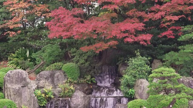 fukuoka, kyushu - december 07 2021: Close up video of the Sandan falls surrounded by rocks and niwaki shrubs overlooked by the red momiji maple trees of the Japanese Ohori garden in the autumn rain.