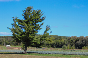Fototapeta premium tree in the field