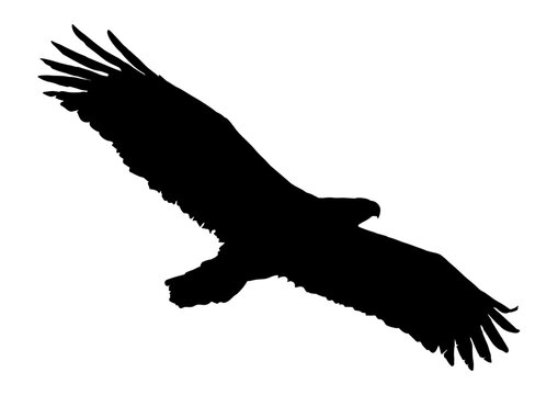 Black silhouette birds isolated on white background. Falcon, hawk, eagle or orel., eagle in flight. Vector illustration