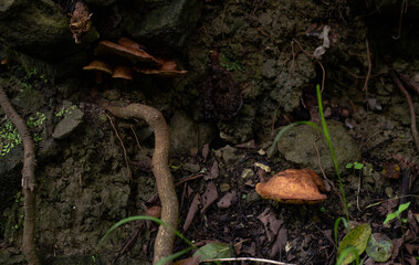 mushrooms in the forest