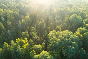 View from above of dark moody pine trees in spruce foggy forest with bright sunrise rays shining through branches in summer mountains.
