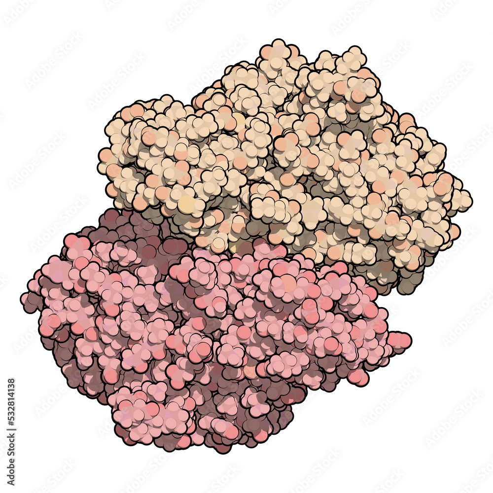 Canvas Prints Indoleamine 2,3 dioxygenase 1 (IDO1) protein. Tryptophan catabolic enzyme of the kynurenine pathway. 3D illustration.