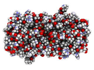 Interleukin 5 (IL-5) cytokine protein. A monoclonal antibody against IL-5, mepolizumab, is used in the treatment of asthma. 3D illustration.