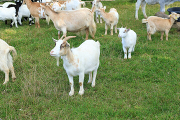 Obraz premium cute friendly domestic miniature goats