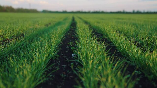 ears of green wheat on the field sunset. lifestyle wheat agriculture harvesting agribusiness concept. walk in large wheat field. large harvest of wheat in summer on the field landscape