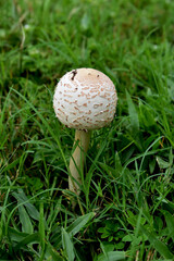 mushroom in the grass