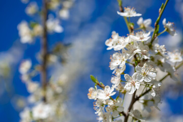 White flowers bloom in the trees. Spring landscape with blooming sakura tree. Beautiful blooming garden on a sunny day. Copy space for text.