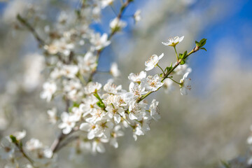 White flowers bloom in the trees. Spring landscape with blooming sakura tree. Beautiful blooming garden on a sunny day. Copy space for text.