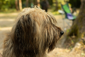 Furry dog. Pet in park. Walking large dog.