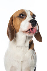 Beagle dog isolated on white background
