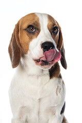 Beagle dog isolated on white background