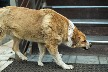 Angry dog. Stray dog grinds his teeth. Aggressive animal. Preparing for attack.