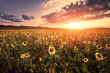 picturesque summer blooming yellow vibrant sunflowers on the fields of France, Provence region, Europe