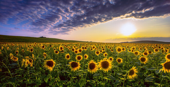 picturesque summer blooming yellow vibrant sunflowers on the fields of France, Provence region, Europe.... exclusive - this image sell only on  adobestock
