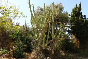 Obraz na płótnie Canvas A large and prickly cactus grows in a city park.
