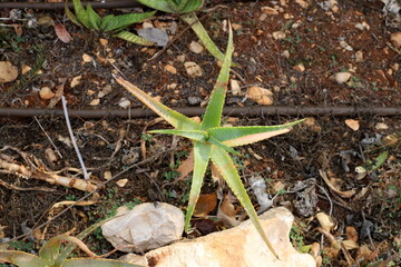 A large and prickly cactus grows in a city park.