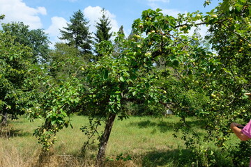 Fototapeta na wymiar FU 2020-08-16 FoBotGa 398 Auf der Wiese wachsen Apfelbäume