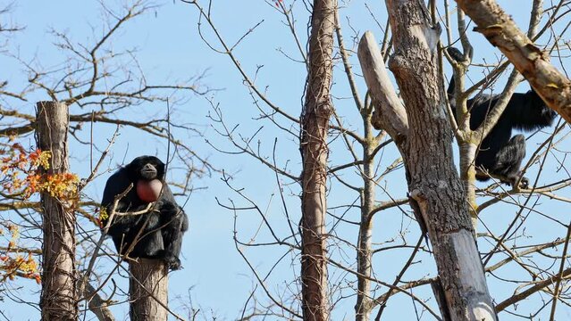 The black-headed spider monkey, Ateles fusciceps is a species of spider monkey, a type of New World monkey, from Central and South America.