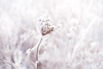Dried frozen flower in frost and snow close-up. Cold winter weather - Powered by Adobe