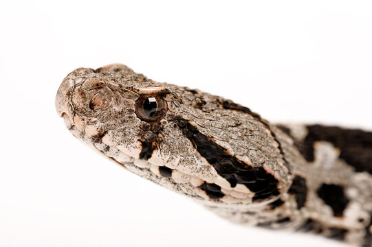 Ottoman viper // Kleinasiatische Bergotter (Montivipera xanthina)