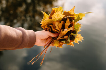 Woman hand holding autumn leaves a in an autumn park. Sunny weather. fall season.