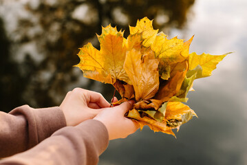 Woman hands holding autumn leaves a in an autumn park. Sunny weather. fall season.