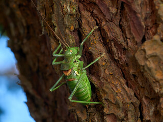 Armoured Ground Crickets. Tribe Ephippigerini. 

