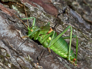 Armoured Ground Crickets. Tribe Ephippigerini. 
