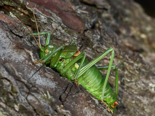 Armoured Ground Crickets. Tribe Ephippigerini. 
