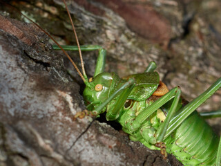 Armoured Ground Crickets. Tribe Ephippigerini. 
