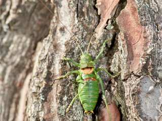 Armoured Ground Crickets. Tribe Ephippigerini. 
