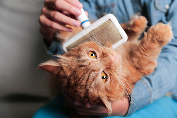 Girl grooming red ginger cat, combing her cat with a brush. Cat care hygiene, pet grooming.Shedding cat,pile of cat hair