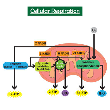 cellular respiration process