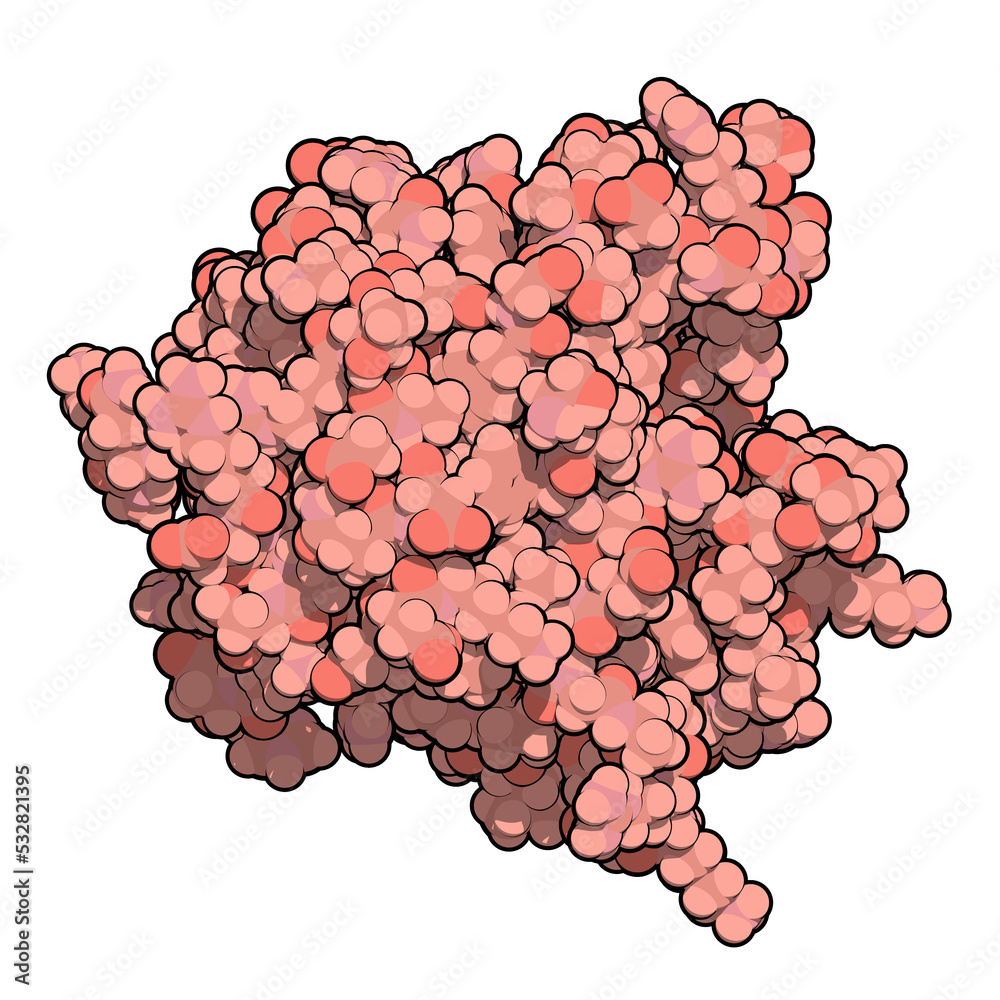 Poster thrombospondin-1 protein (n-terminal domain).