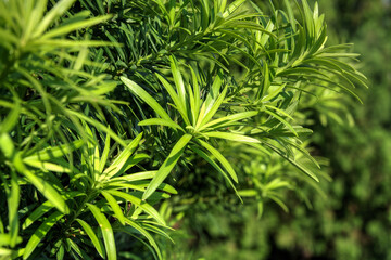 Buddhist Pine Leaves (Podocarpus Macrophyllus) 