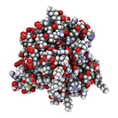 Thrombospondin-1 protein (N-terminal domain).