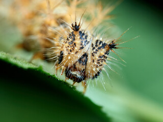 European Comma caterpillar. Polygonia c-album.    