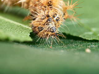 European Comma caterpillar. Polygonia c-album.    