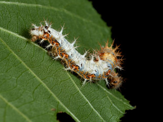 European Comma caterpillar. Polygonia c-album.    