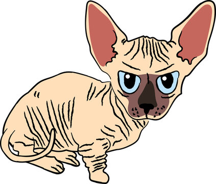 minskin cat breed clipart animal cartoon