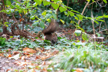 Eichhörnchen am Boden sucht nach Essen