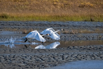 Two trumpeter swans, Cygnus buccinator, flying away above the toundra, Yukon, Canada
